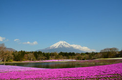 富士芝桜まつりに行ってきました。