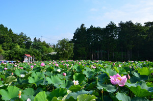 御殿場市 塚原区里山に蓮を見に行ってきました。