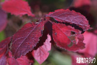 紅葉