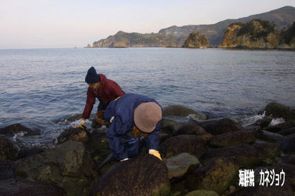 海苔かき