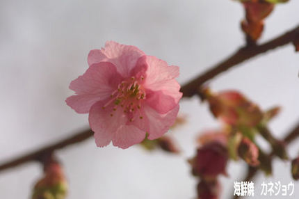 土肥桜開花