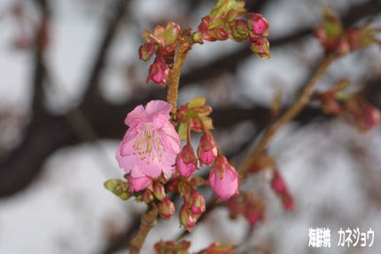 土肥桜開花