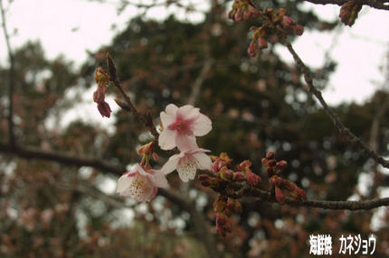宇久須神社の桜