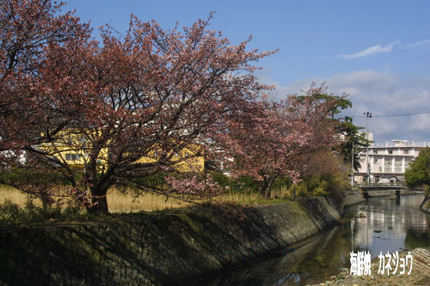 土肥 八木沢の桜2
