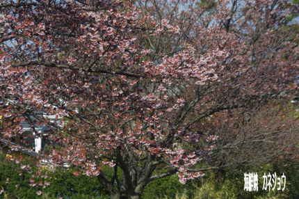 土肥 八木沢の桜2