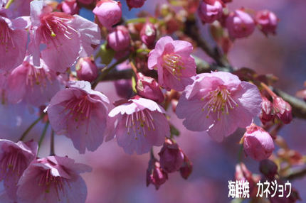 土肥八木沢の土肥桜