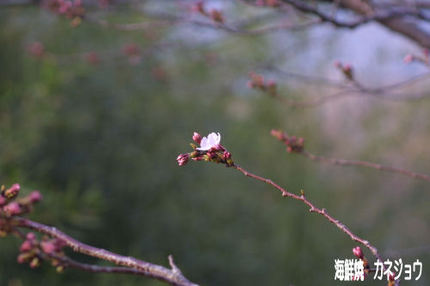 染井吉野開花