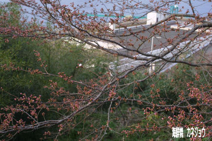 染井吉野開花