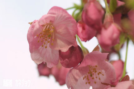 陽光桜開花