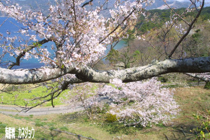 黄金崎桜情報
