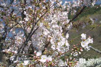 黄金崎桜情報