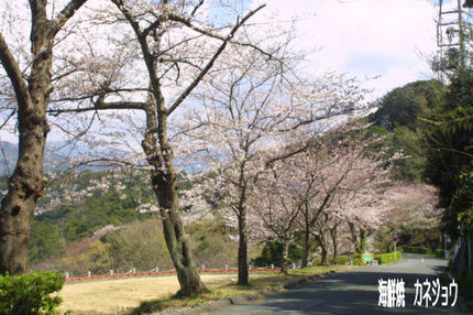 黄金崎桜情報