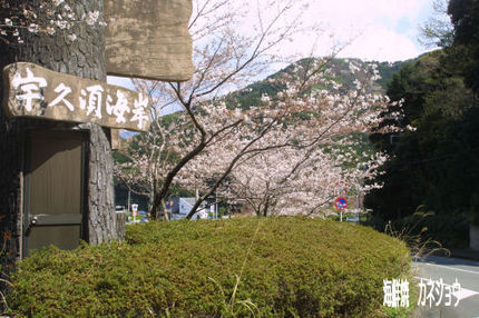 黄金崎桜情報