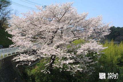 土肥フェリー乗り場の染井吉野
