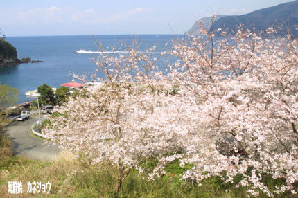 土肥フェリー乗り場の染井吉野