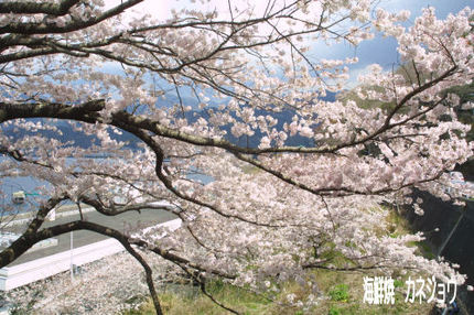 土肥フェリー乗り場の染井吉野