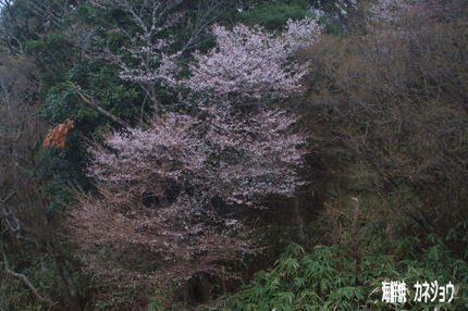西天城高原のマメザクラ