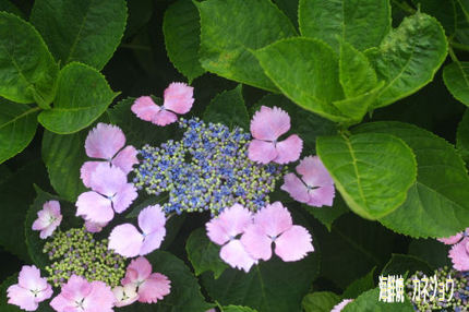 紫陽花2