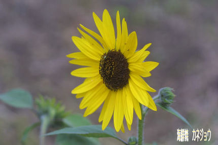 ひまわり開花