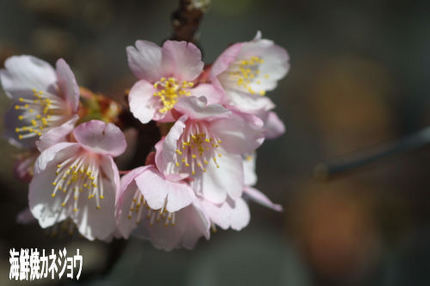 宇久須神社の椿寒桜