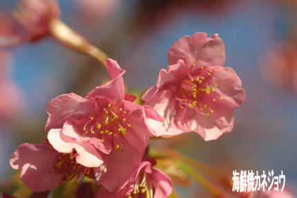 土肥松原公園の桜