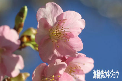 土肥松原公園の桜