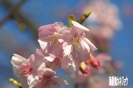 土肥松原公園の桜