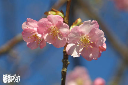 土肥松原公園の桜