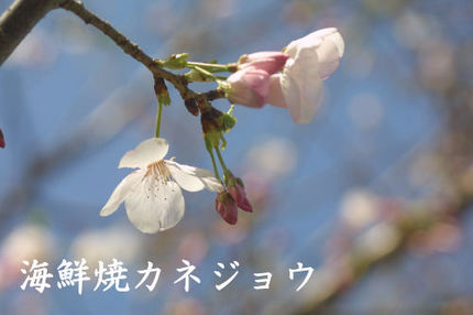 アメリカ桜?