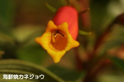 シーマニア