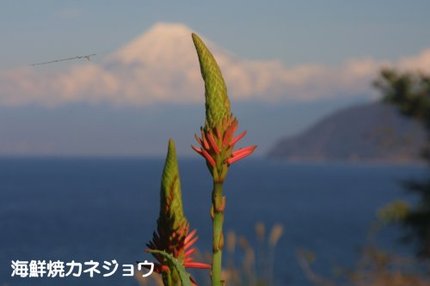 アロエの花