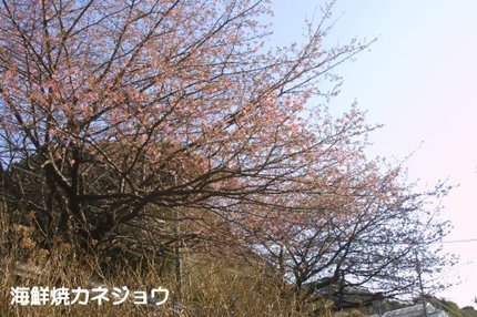 堂ヶ島の河津桜