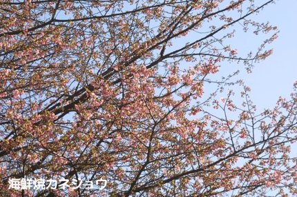 堂ヶ島の河津桜