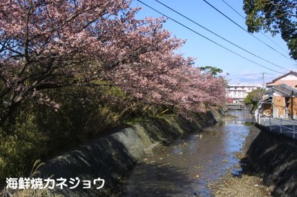 八木沢の土肥桜