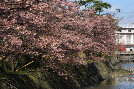 八木沢の土肥桜