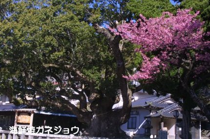 土肥神社の土肥桜