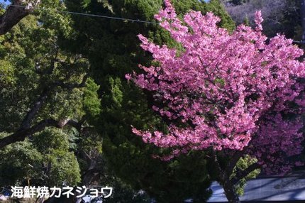 土肥神社の土肥桜