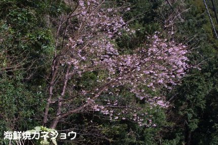 大漁桜