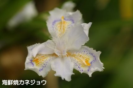 シャガ