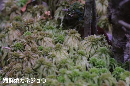 湿原2
