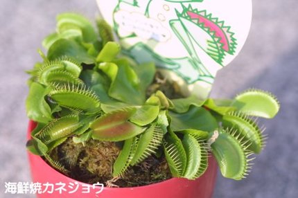 ディオネア