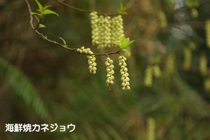 キブシ