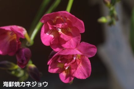 フリージア