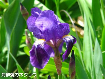 ジャーマンアイリス