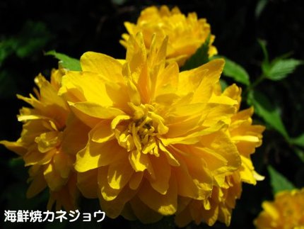 八重ヤマブキ