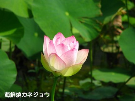 蓮の花咲き始めました。