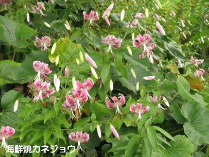 黄金崎の鹿の子百合