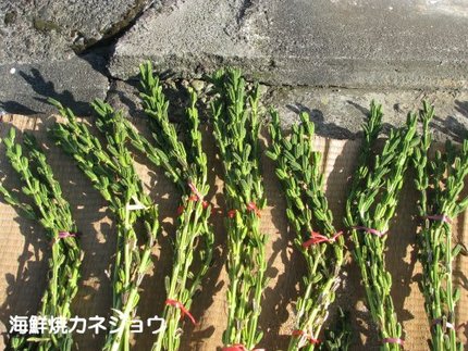 ゴマ