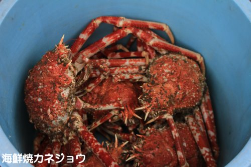 タカアシガニ入荷