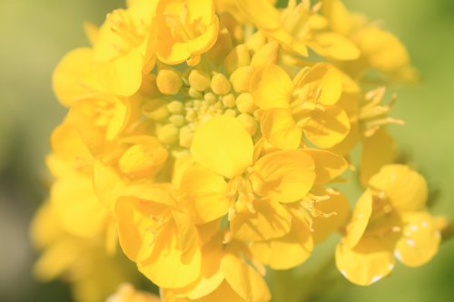 菜の花